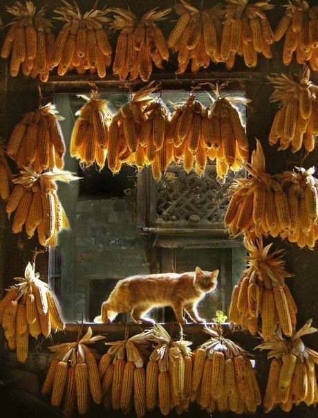marxferatu:corn cat…reblog for a plentiful harvest