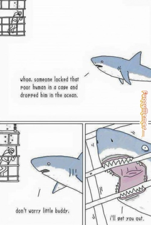 somethingjustfunny - Funny memes – Sharks are so misunderstood...