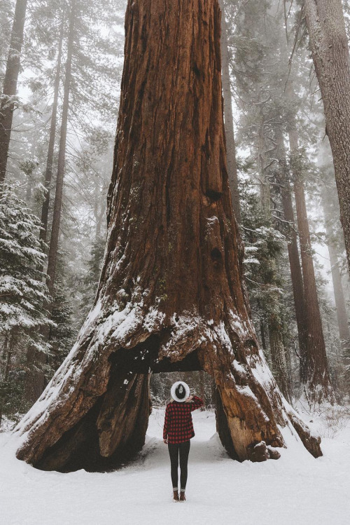 abovearth - Calaveras Big Trees State Park by Alysha Painter