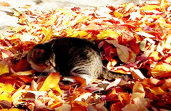 bbc03undercover - youthxcrew69 - THIS IS A CAT PLAYING IN FALL...