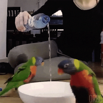 orbo-gifs - Trying to open a portal to the birb dimension