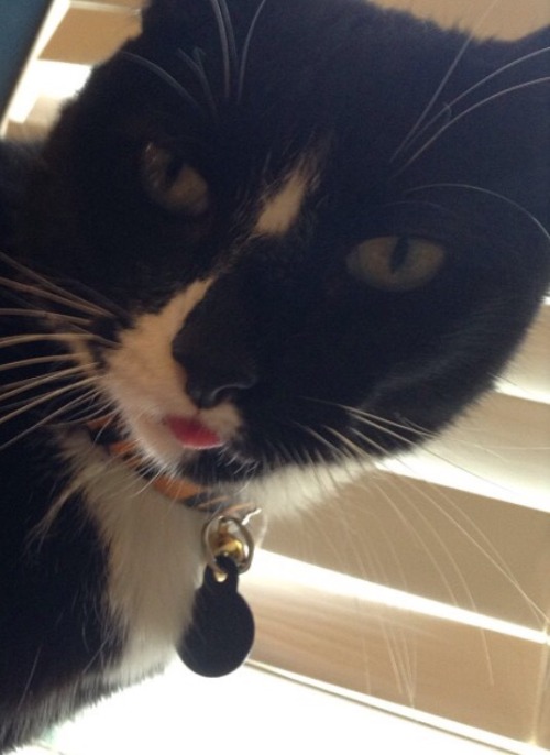 unflatteringcatselfies - This is my cat max. Most of the time he...