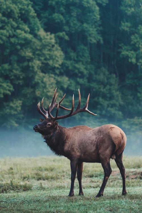 thebeautifuloutdoors - Cataloochee Elk...