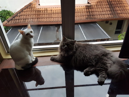 Goore and QiQi watching out for birds