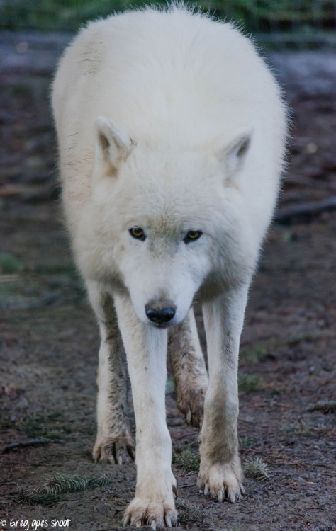 animal-obsession - Arctic Wolf - greg goes shoot