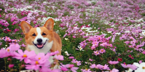 nosdrinker - I want to be as happy as this dog