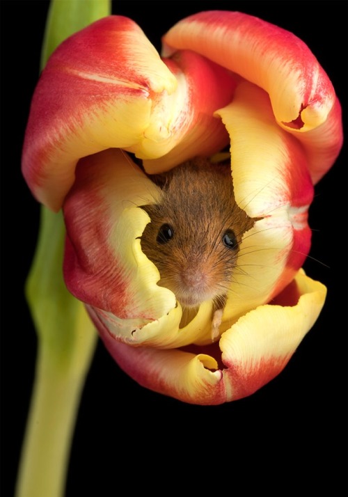 newromaantics - calliopinot - newromaantics - sometimes harvest mice sleep in tulips. here are...