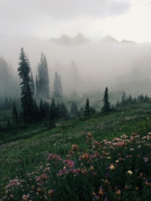 nectarinejam:Mount Rainier National Park, Kevin Russ