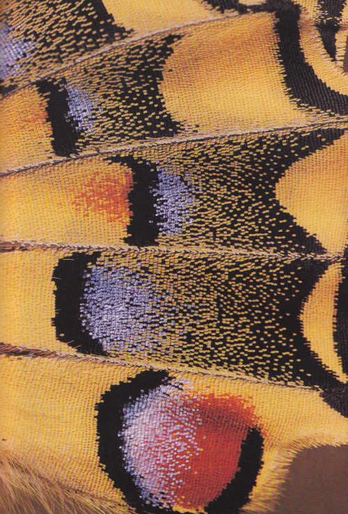 plant-scans:Wing of a swallowtail butterflyLife on Earth, David...