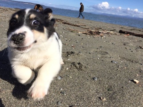 babyanimalgifs - pups first trip to the beach