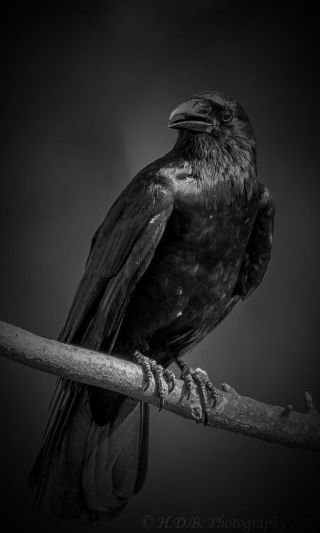 gothdolly - Crow by Harold Begun