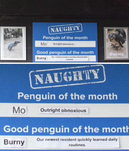 catsbeaversandducks:This Aquarium Picks The Naughtiest Penguin...