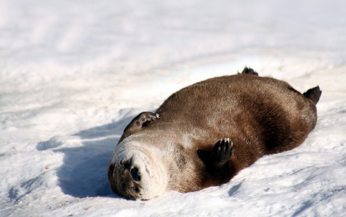 ainawgsd - Sunbathing Otters
