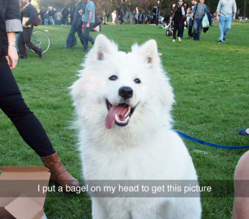 really-funny-posts - that dog will laugh at anything