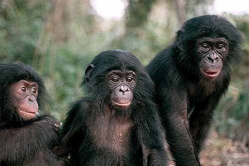 alphafemaleape - Found family - sanctuary babies together <3