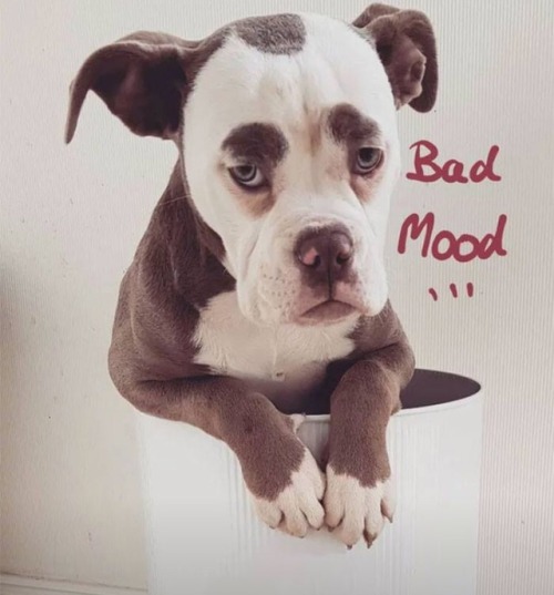 the-muffin-puffin - animals-lovers - (Source)sad dog>grumpy...