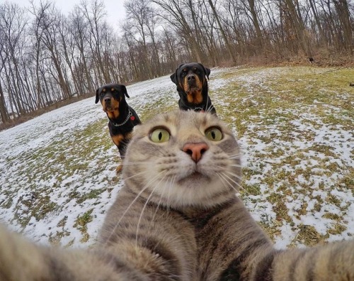 nudityandnerdery - aww-so-pretty - This cat have better selfies...