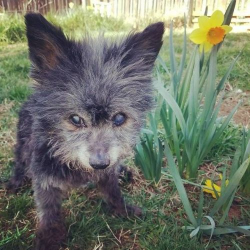 awwww-cute:This is Teddy the Wonder Dog. He’s 16yrs old &...