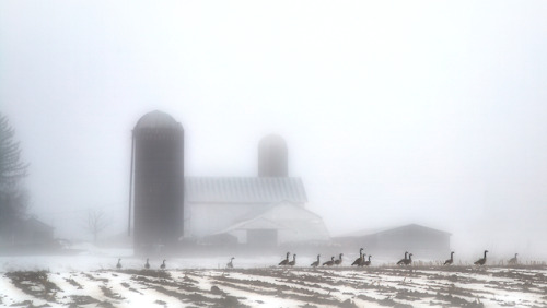 briargeese - All day fog as the snow melts and spring tries to...