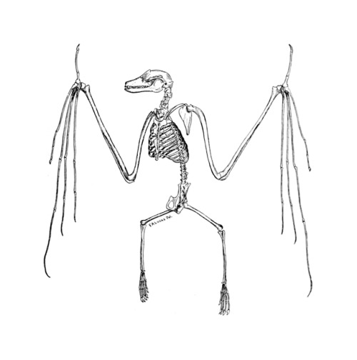 deathandmysticism:Skeleton of a bat, Guide leaflet, 1901