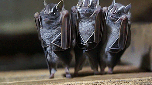 cryoverkiltmilk - biomorphosis - When you flip bats upside down...