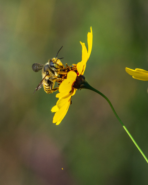 lawrencejeffersonphotography - Honeybee on a yellow wildflower!