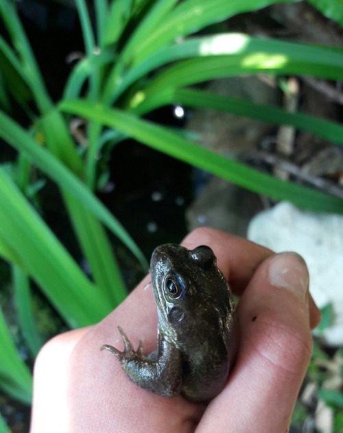 A froggy friend
