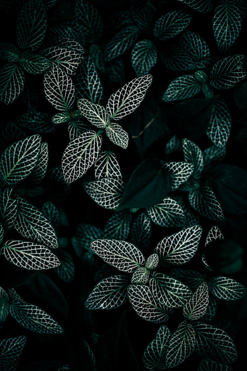 lesstalkmoreillustration - Dark Leaves Art Print by Mareike...