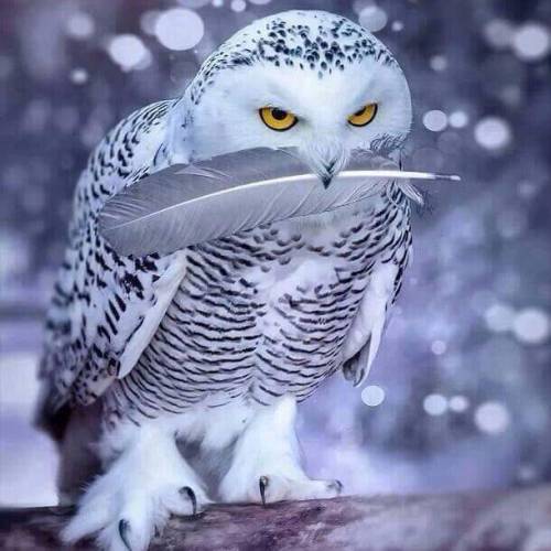 #gufo #owl