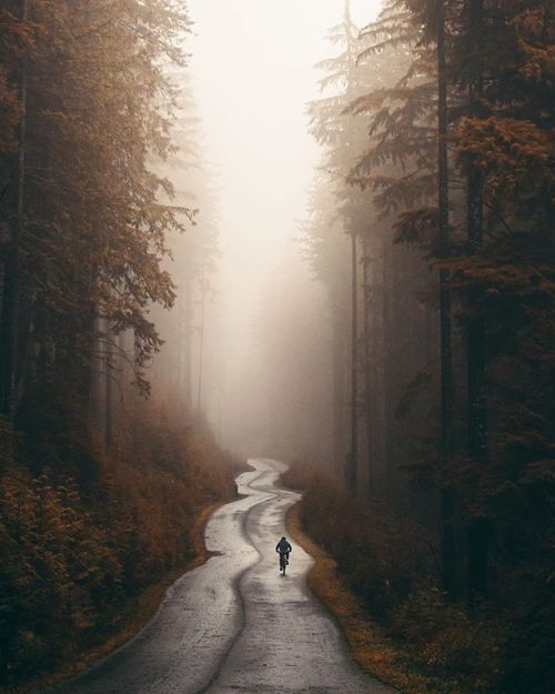 tentree - Cruising through the misty forests of North Vancouver...
