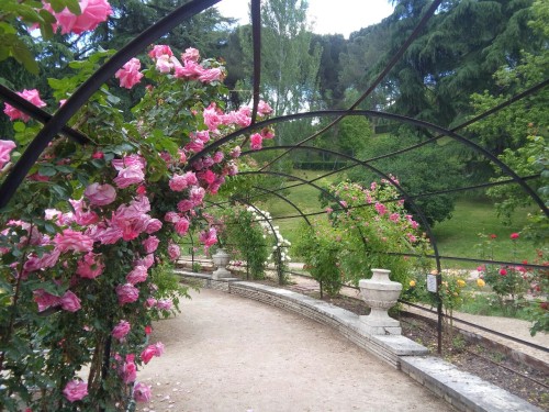 larosederenoir - rosaleda de Parque Oeste, Madrid