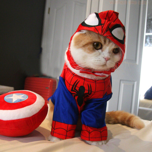 Catvengers Assemble ! Follow me for daily cute...