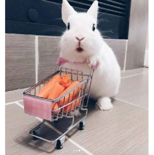 babyanimalgifs - bunny goes grocery shoppingCarrots are...