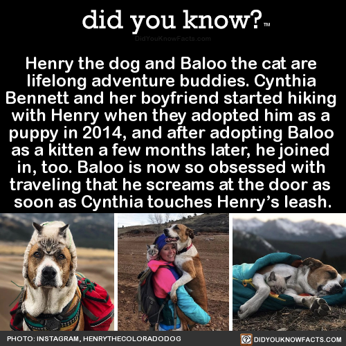 henry-the-dog-and-baloo-the-cat-are-lifelong