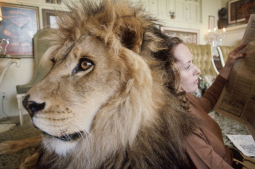 innocenttmaan - After a trip to Africa, actress Tippi Hedren,...