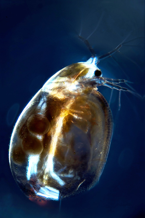 ibmblr - A salty situation.Zooplankton may be the smallest...