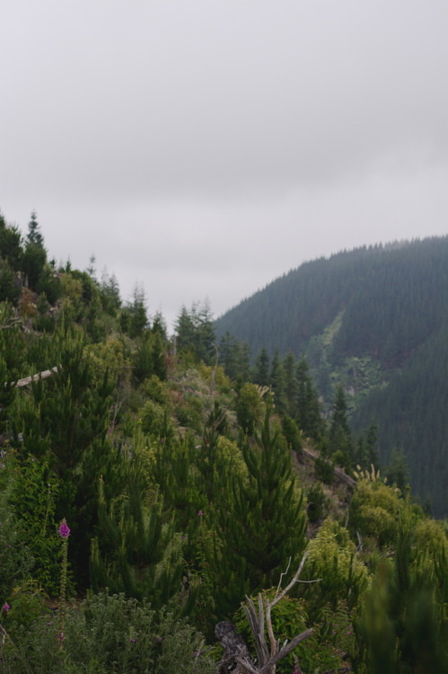 photographybywiebke - Hillsides in the Rotorua Redwood Forest, New...