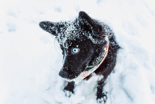willowthesupermutt - Willow is the most beautiful snow pup ❤️❄️❤️