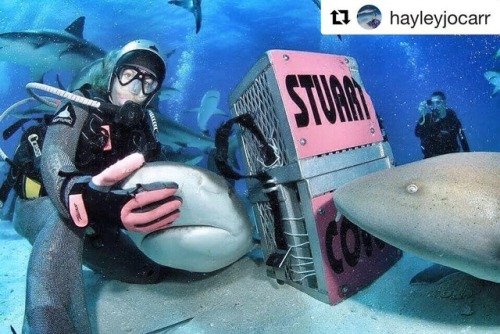 #Repost @hayleyjocarr (@get_repost)・・・#sharkweek Day #7 Here I...