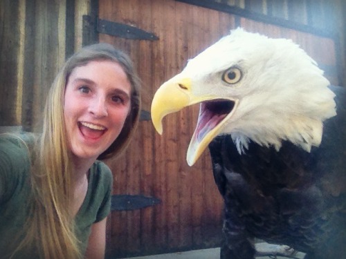 death-by-lulz:How to take selfies with a bald eagle.