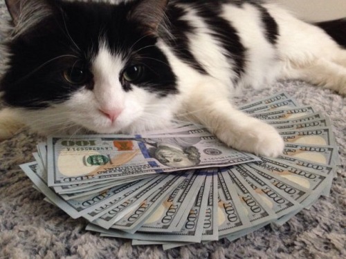 hitpass - prescriptionquality - alxbngala - Money Cats...