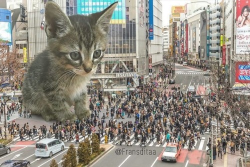 cavepunk - catsbeaversandducks - Catzillas - Giant Cats In Urban...
