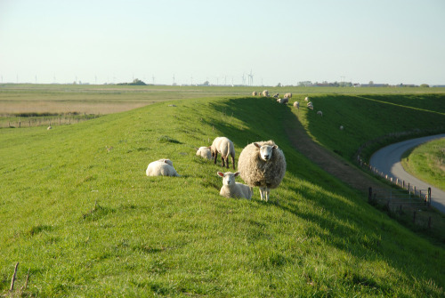 willkommen-in-germany - Happy sheep on a dike, somewhere in...