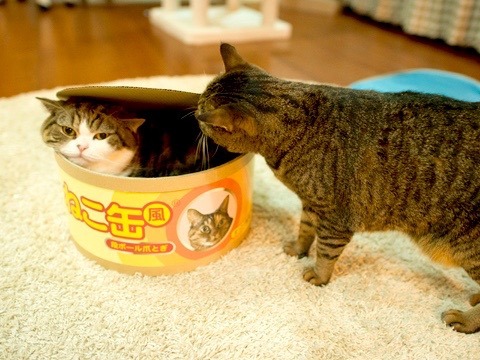 art-nimals - Maru the Cat & the Giant Can of Cat Food, A...