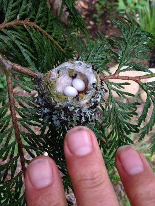 a-mini-a-day - Dude these are real hummingbird nests.Dude.