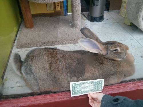 thesixthduke - anarchoclintonism - this is now the money rabbit,...