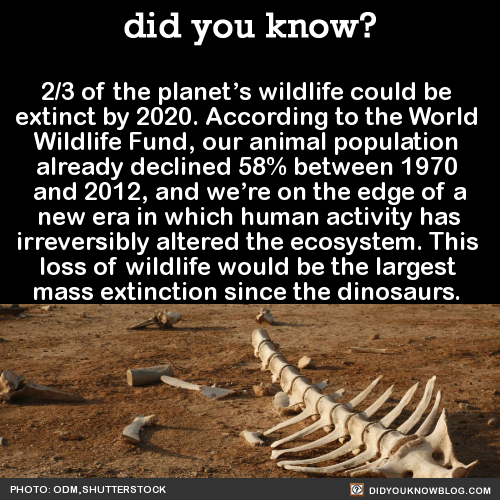 did-you-kno-23-of-the-planets-wildlife-could-be