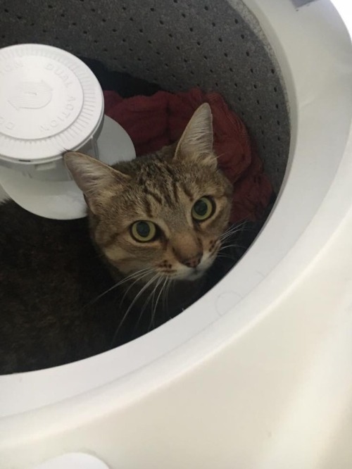 catsuggest - Christine suggest - join laundry