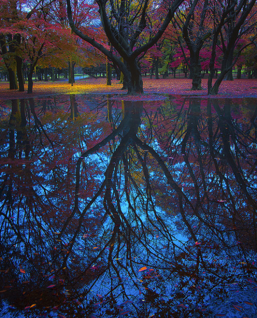 coiour-my-world - AUTUMN TO WINTER by ajpscs on Flickr.O, wind,...