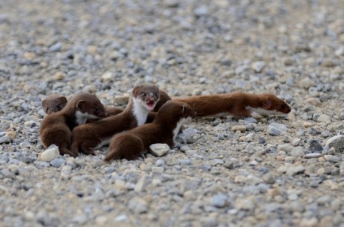 fatass-mcnotits - a group of weasels can be called a confusionit...
